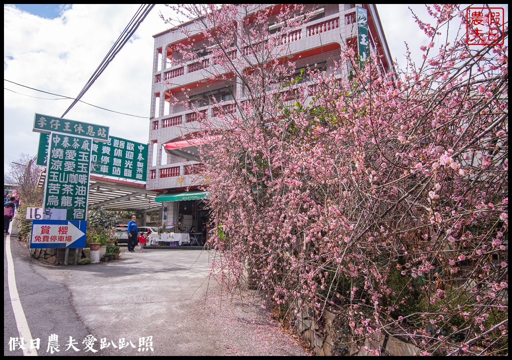 草坪頭櫻花季|櫻花桃花李花爭豔/交通管制/停車/最新花況 @假日農夫愛趴趴照