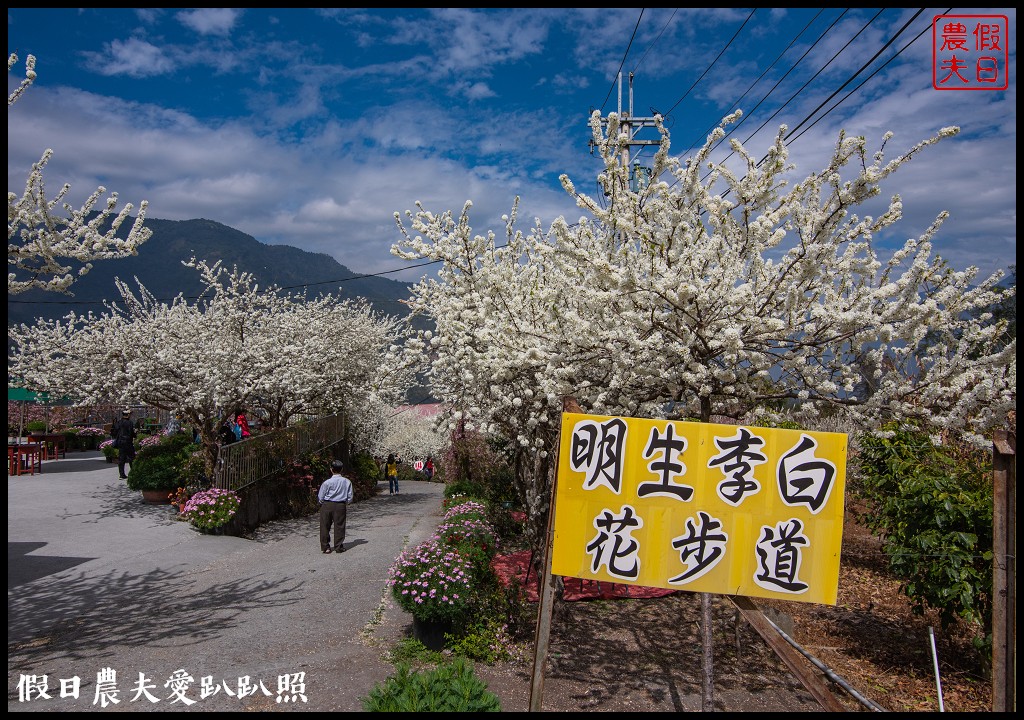 草坪頭櫻花季|櫻花桃花李花爭豔/交通管制/停車/最新花況 @假日農夫愛趴趴照