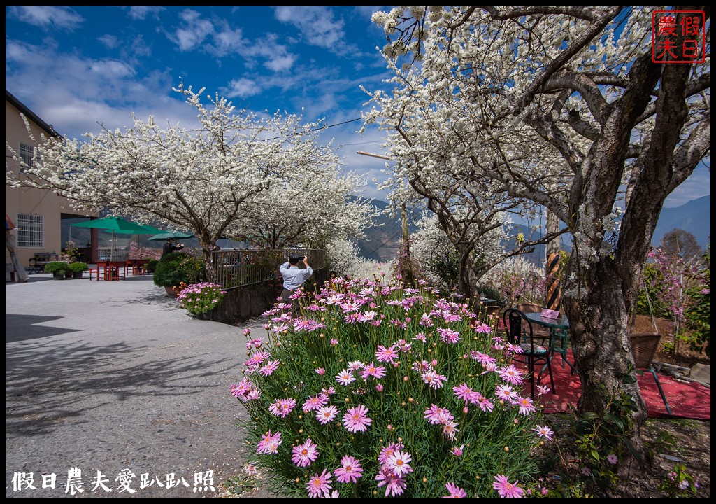 草坪頭櫻花季|櫻花桃花李花爭豔/交通管制/停車/最新花況 @假日農夫愛趴趴照