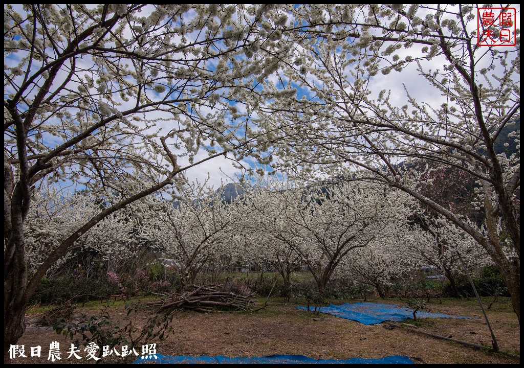 草坪頭櫻花季|櫻花桃花李花爭豔/交通管制/停車/最新花況 @假日農夫愛趴趴照