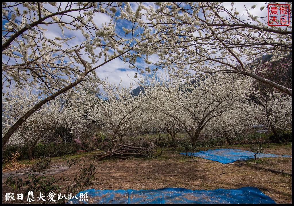 草坪頭櫻花季|櫻花桃花李花爭豔/交通管制/停車/最新花況 @假日農夫愛趴趴照