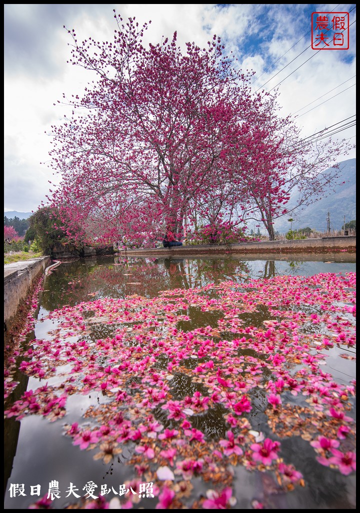 草坪頭櫻花季|櫻花桃花李花爭豔/交通管制/停車/最新花況 @假日農夫愛趴趴照