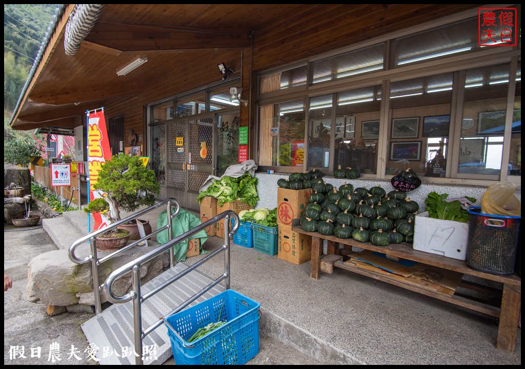 賞櫻新秘境❗️望高茶園景觀餐廳．隱藏在山坡下的櫻花秘境 @假日農夫愛趴趴照