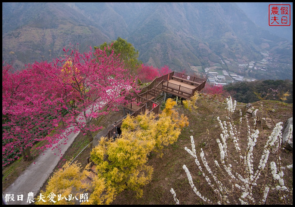 賞櫻新秘境❗️望高茶園景觀餐廳．隱藏在山坡下的櫻花秘境 @假日農夫愛趴趴照