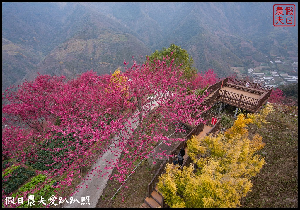 賞櫻新秘境❗️望高茶園景觀餐廳．隱藏在山坡下的櫻花秘境 @假日農夫愛趴趴照