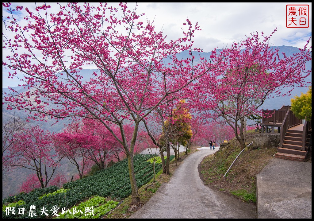 賞櫻新秘境❗️望高茶園景觀餐廳．隱藏在山坡下的櫻花秘境 @假日農夫愛趴趴照