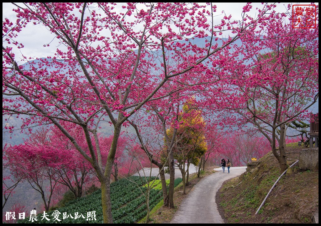 賞櫻新秘境❗️望高茶園景觀餐廳．隱藏在山坡下的櫻花秘境 @假日農夫愛趴趴照