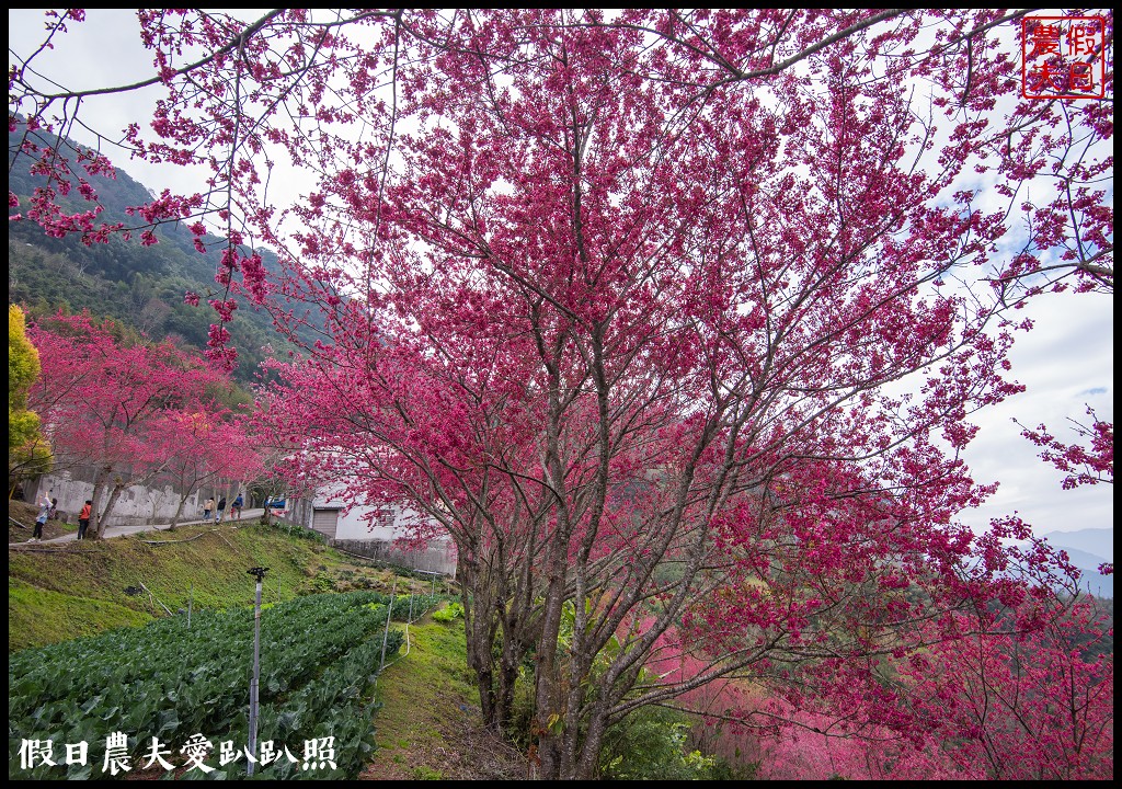 賞櫻新秘境❗️望高茶園景觀餐廳．隱藏在山坡下的櫻花秘境 @假日農夫愛趴趴照