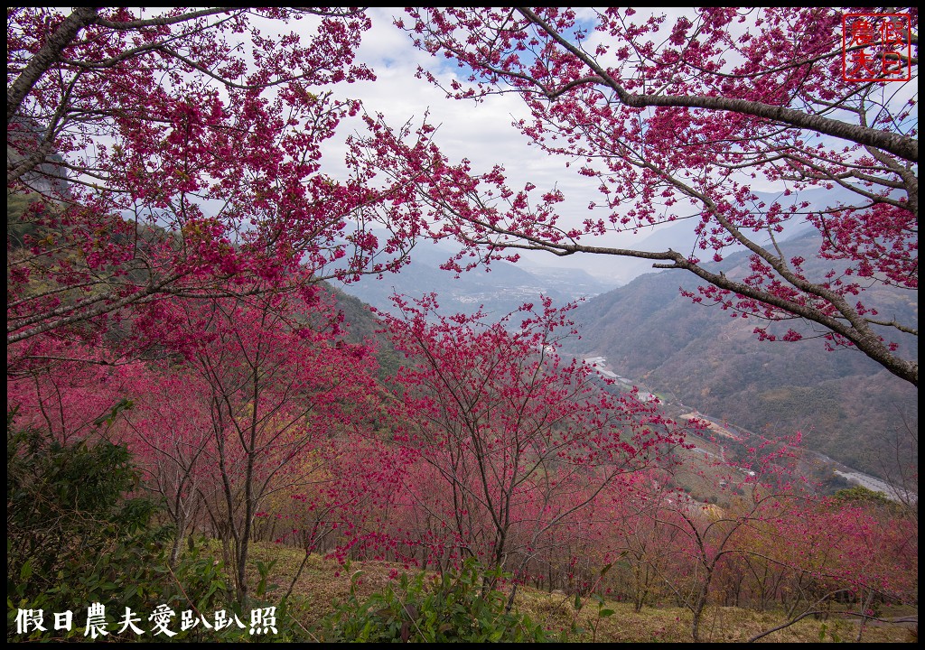 賞櫻新秘境❗️望高茶園景觀餐廳．隱藏在山坡下的櫻花秘境 @假日農夫愛趴趴照