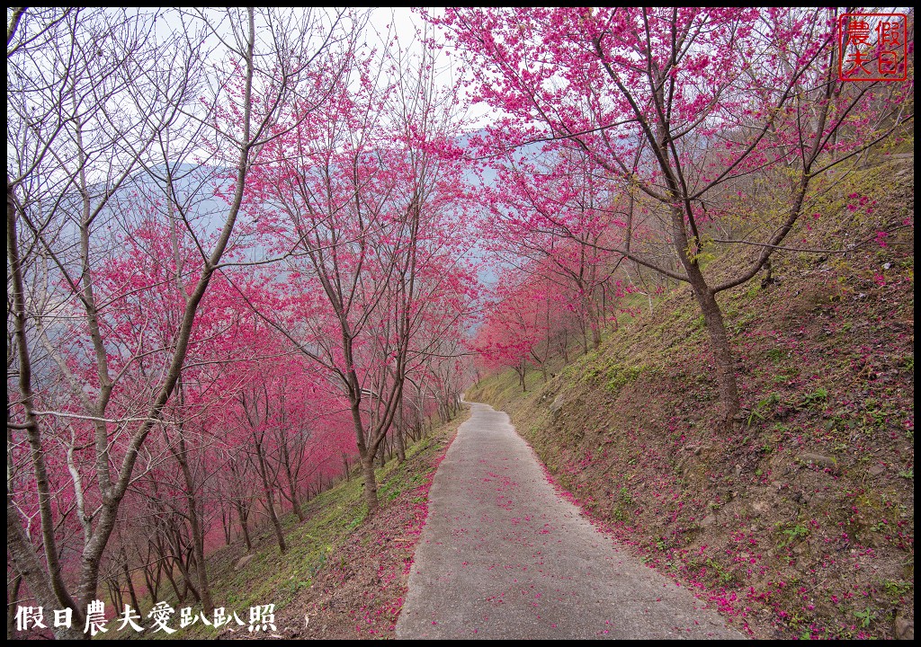 賞櫻新秘境❗️望高茶園景觀餐廳．隱藏在山坡下的櫻花秘境 @假日農夫愛趴趴照