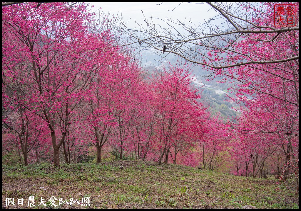 賞櫻新秘境❗️望高茶園景觀餐廳．隱藏在山坡下的櫻花秘境 @假日農夫愛趴趴照