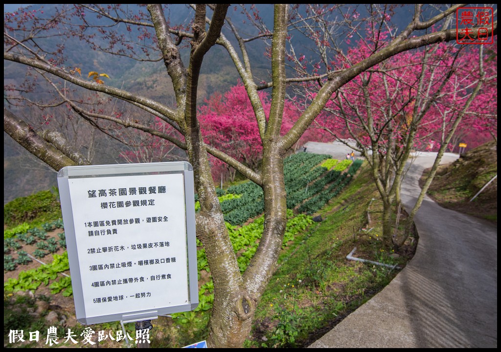 賞櫻新秘境❗️望高茶園景觀餐廳．隱藏在山坡下的櫻花秘境 @假日農夫愛趴趴照