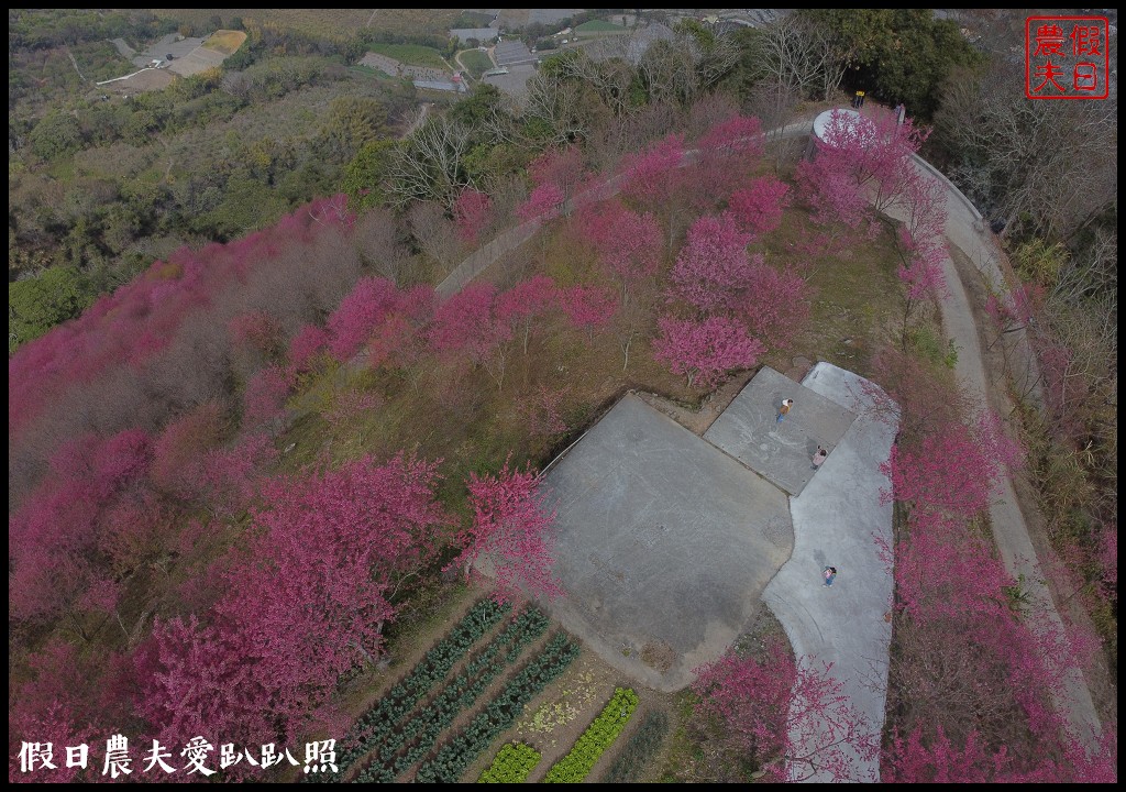 賞櫻新秘境❗️望高茶園景觀餐廳．隱藏在山坡下的櫻花秘境 @假日農夫愛趴趴照