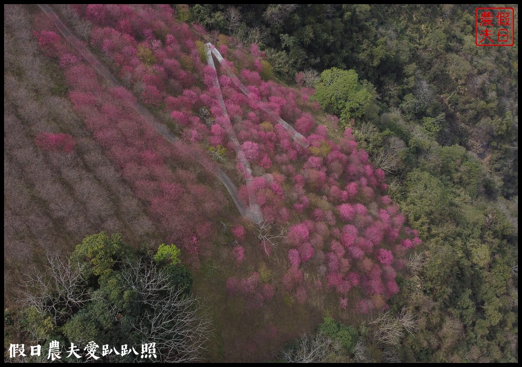 賞櫻新秘境❗️望高茶園景觀餐廳．隱藏在山坡下的櫻花秘境 @假日農夫愛趴趴照