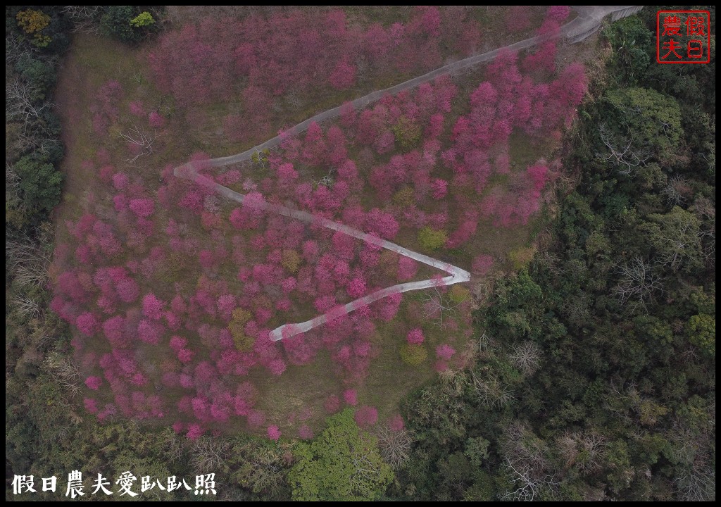 賞櫻新秘境❗️望高茶園景觀餐廳．隱藏在山坡下的櫻花秘境 @假日農夫愛趴趴照