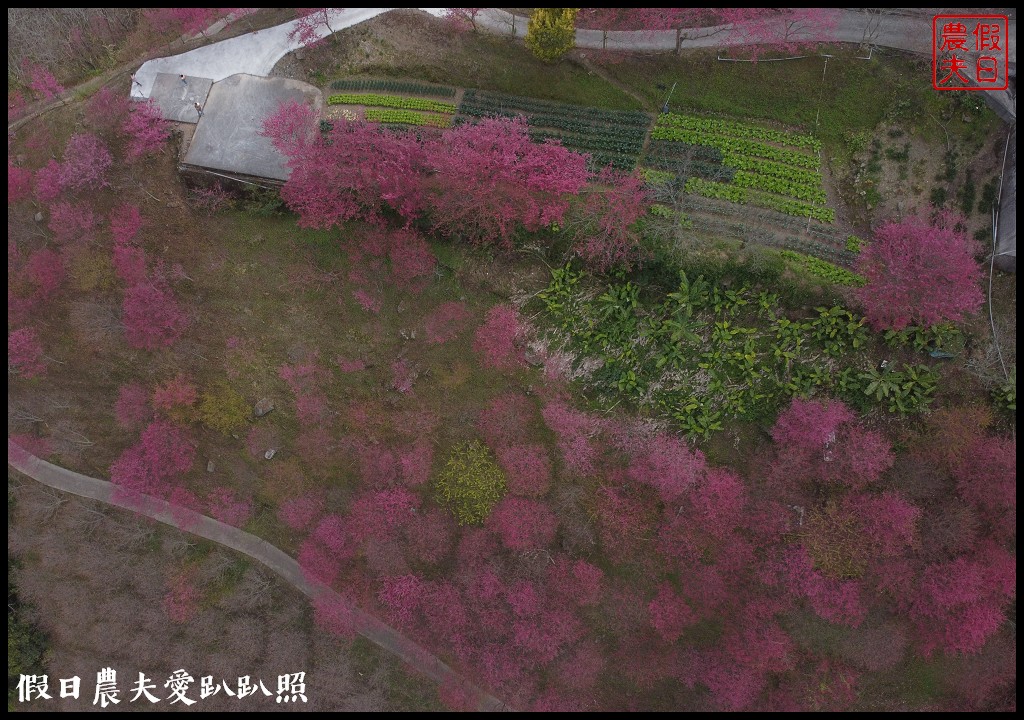 賞櫻新秘境❗️望高茶園景觀餐廳．隱藏在山坡下的櫻花秘境 @假日農夫愛趴趴照