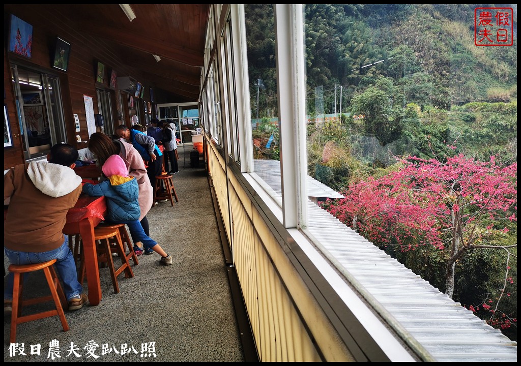 賞櫻新秘境❗️望高茶園景觀餐廳．隱藏在山坡下的櫻花秘境 @假日農夫愛趴趴照