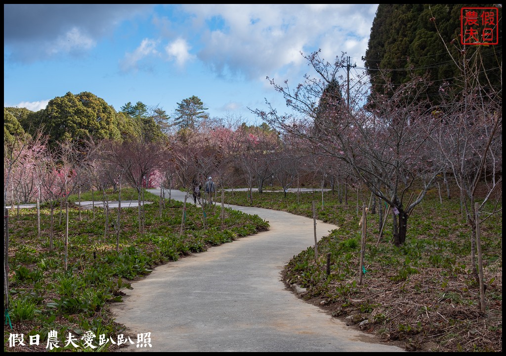 福壽山農場千櫻園111年開始收費．千櫻園給您好姻緣 @假日農夫愛趴趴照