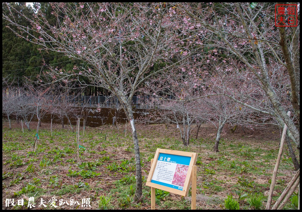 福壽山農場千櫻園111年開始收費．千櫻園給您好姻緣 @假日農夫愛趴趴照