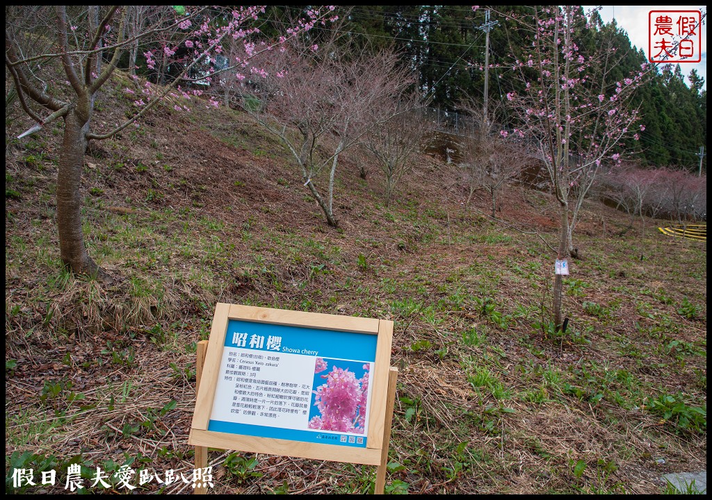 福壽山農場千櫻園111年開始收費．千櫻園給您好姻緣 @假日農夫愛趴趴照