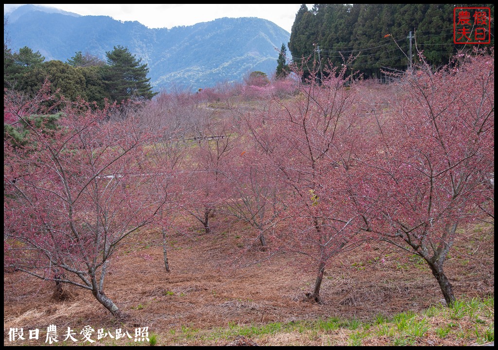 福壽山農場千櫻園111年開始收費．千櫻園給您好姻緣 @假日農夫愛趴趴照