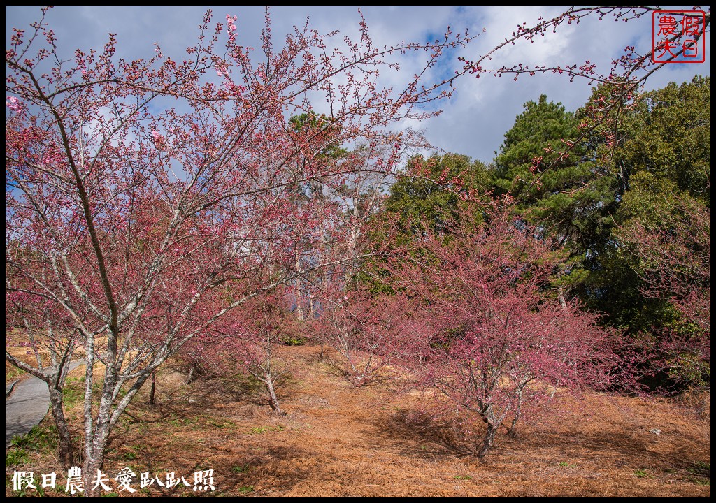 福壽山農場千櫻園111年開始收費．千櫻園給您好姻緣 @假日農夫愛趴趴照