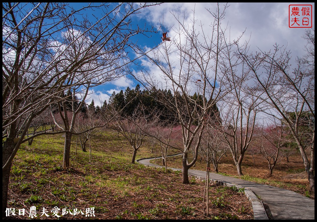 福壽山農場千櫻園111年開始收費．千櫻園給您好姻緣 @假日農夫愛趴趴照