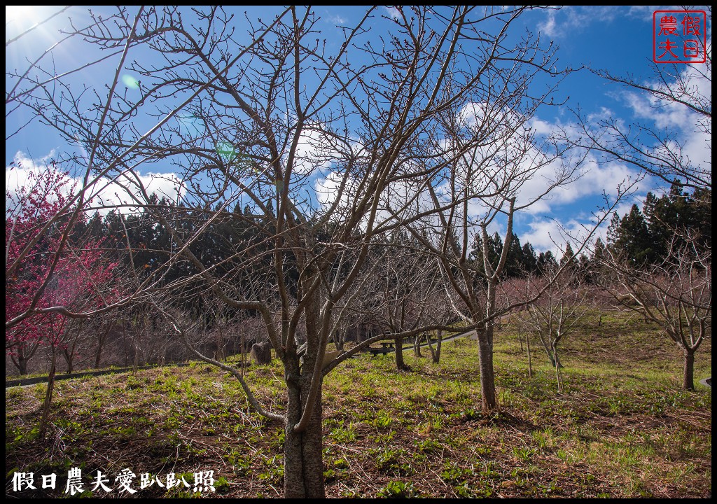 福壽山農場千櫻園111年開始收費．千櫻園給您好姻緣 @假日農夫愛趴趴照