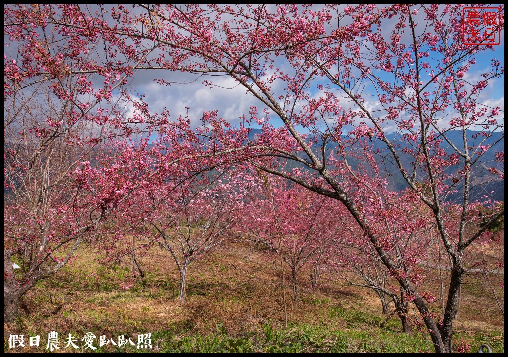 福壽山農場千櫻園111年開始收費．千櫻園給您好姻緣 @假日農夫愛趴趴照