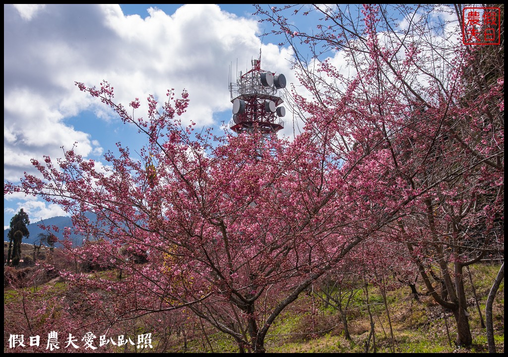 福壽山農場千櫻園111年開始收費．千櫻園給您好姻緣 @假日農夫愛趴趴照