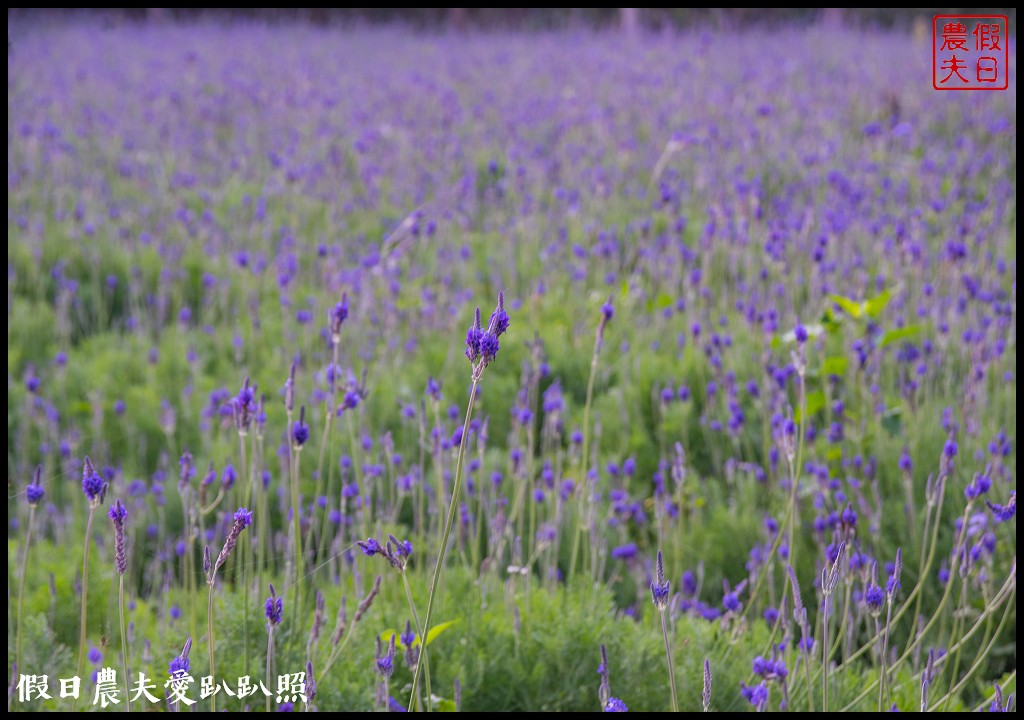 楓樺台一花泉卉館|住宿泡湯餐飲賞花採果DIY一次滿足 @假日農夫愛趴趴照