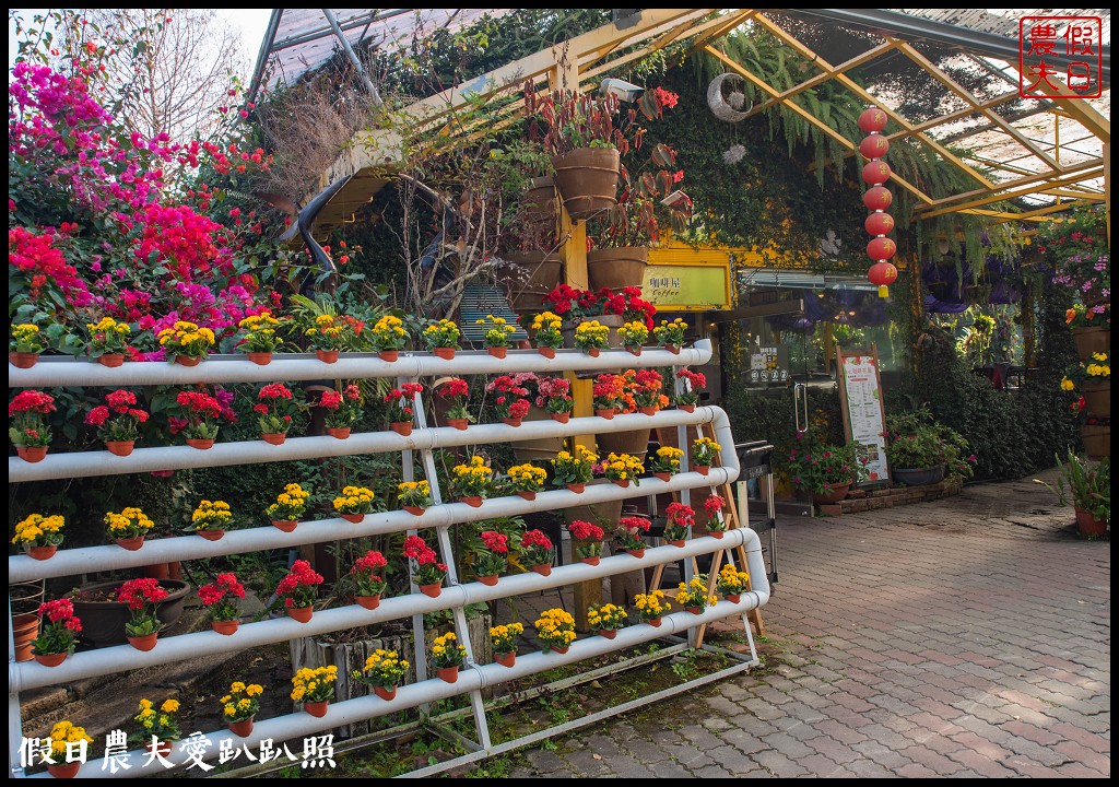 楓樺台一花泉卉館|住宿泡湯餐飲賞花採果DIY一次滿足 @假日農夫愛趴趴照