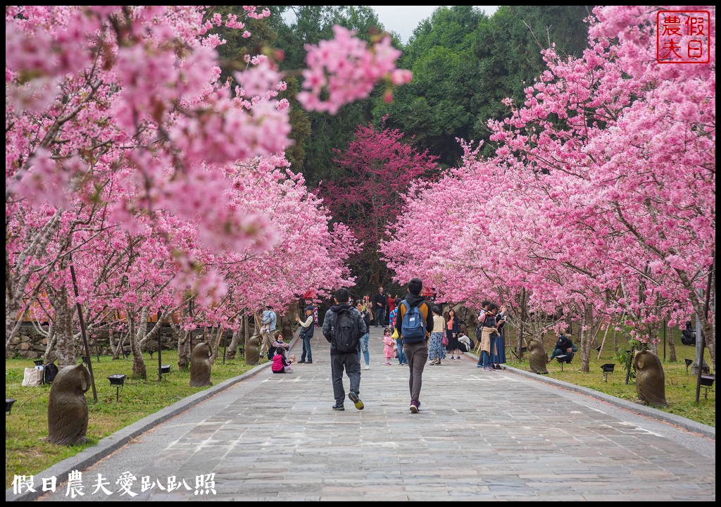 九族文化村櫻花祭|5000棵八重櫻富士櫻吉野櫻即將盛開 @假日農夫愛趴趴照