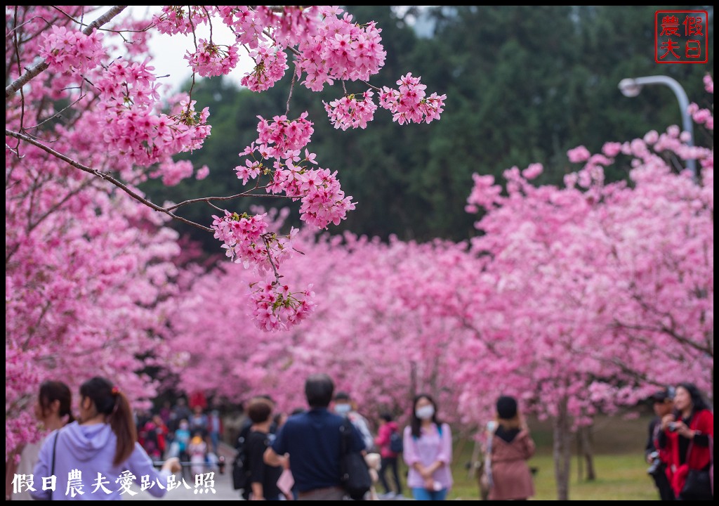 九族文化村櫻花祭|5000棵八重櫻富士櫻吉野櫻即將盛開 @假日農夫愛趴趴照