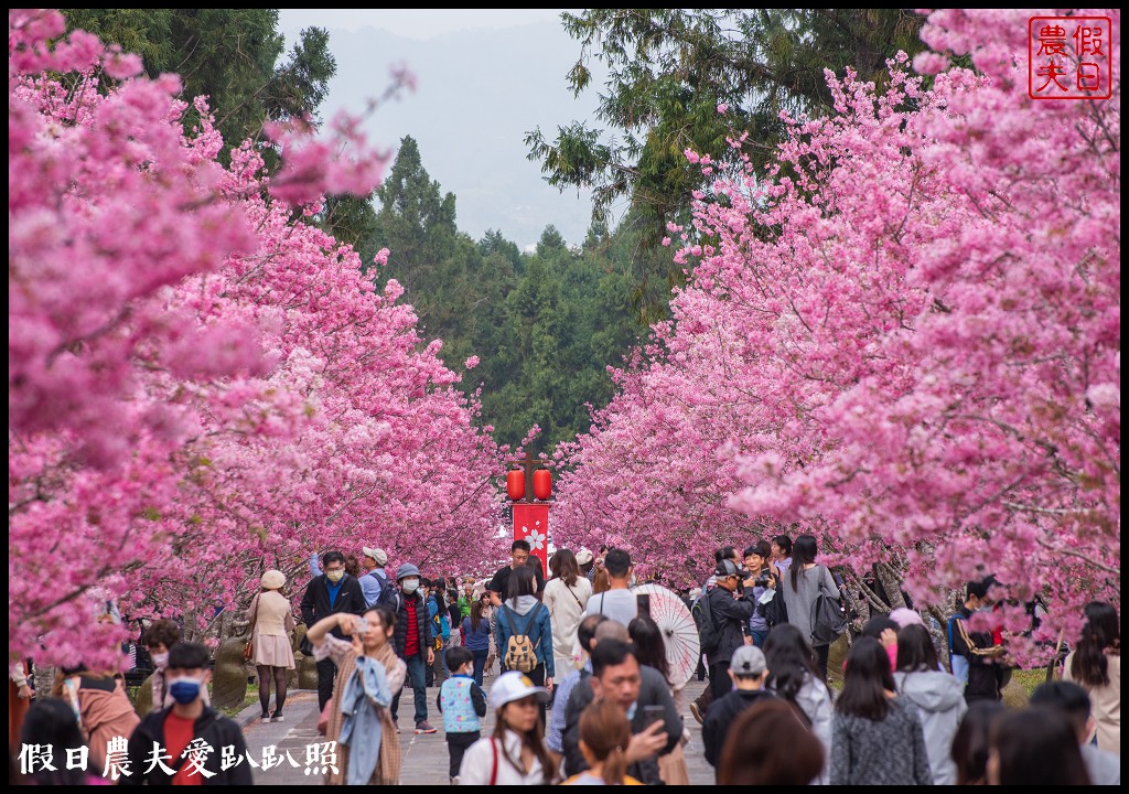 九族文化村櫻花祭|5000棵八重櫻富士櫻吉野櫻即將盛開 @假日農夫愛趴趴照