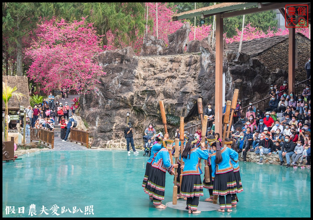 九族文化村櫻花祭|5000棵八重櫻富士櫻吉野櫻即將盛開 @假日農夫愛趴趴照