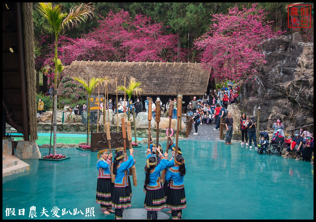 九族文化村櫻花祭|5000棵八重櫻富士櫻吉野櫻即將盛開 @假日農夫愛趴趴照