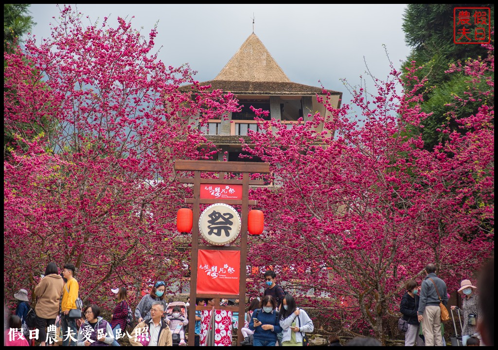 九族文化村櫻花祭|5000棵八重櫻富士櫻吉野櫻即將盛開 @假日農夫愛趴趴照