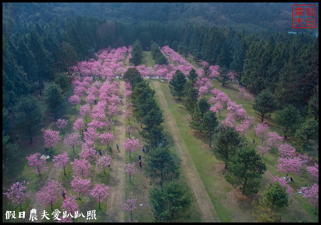 九族文化村櫻花祭|5000棵八重櫻富士櫻吉野櫻即將盛開 @假日農夫愛趴趴照