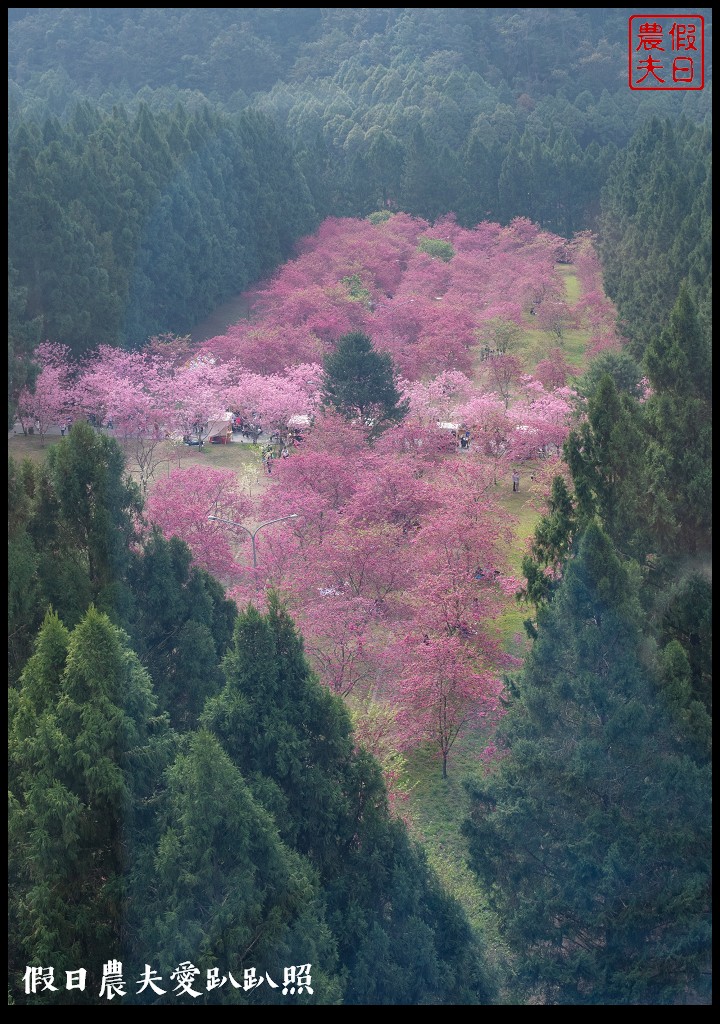 九族文化村櫻花祭|5000棵八重櫻富士櫻吉野櫻即將盛開 @假日農夫愛趴趴照