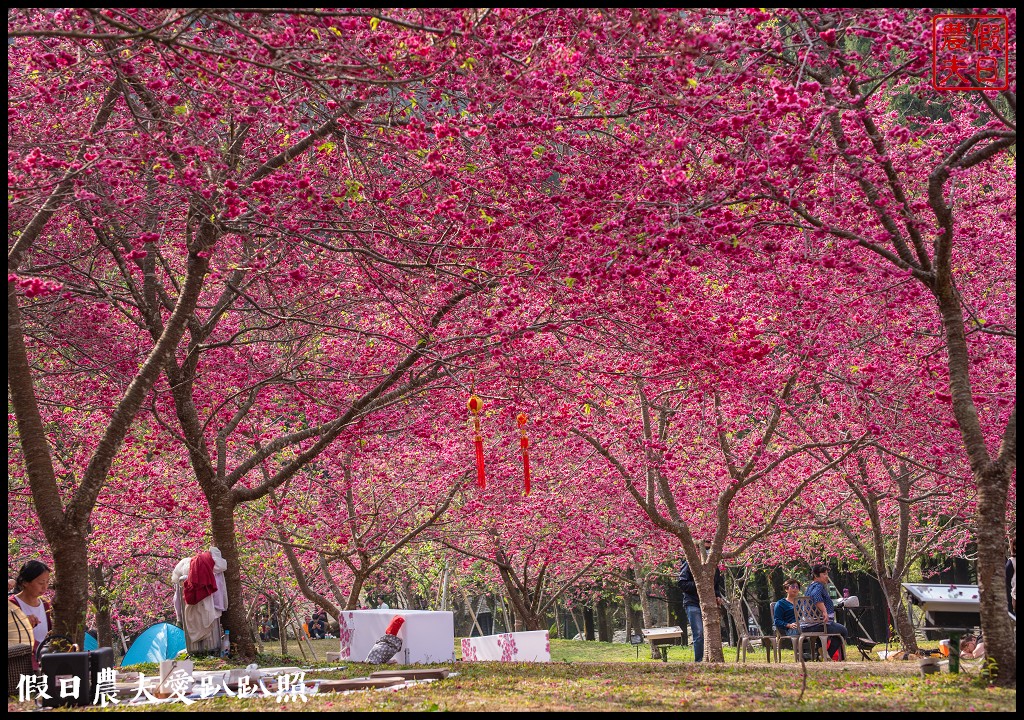 九族文化村櫻花祭|5000棵八重櫻富士櫻吉野櫻即將盛開 @假日農夫愛趴趴照