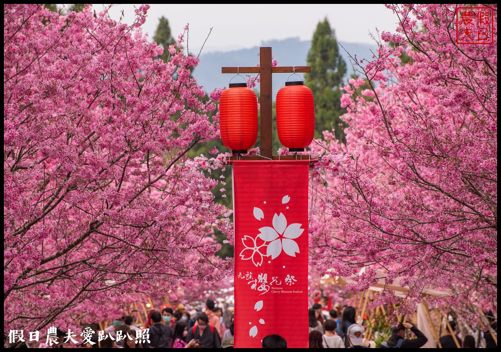 九族文化村櫻花祭|5000棵八重櫻富士櫻吉野櫻即將盛開 @假日農夫愛趴趴照