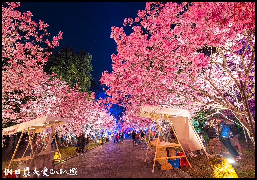 九族文化村櫻花祭|5000棵八重櫻富士櫻吉野櫻即將盛開 @假日農夫愛趴趴照