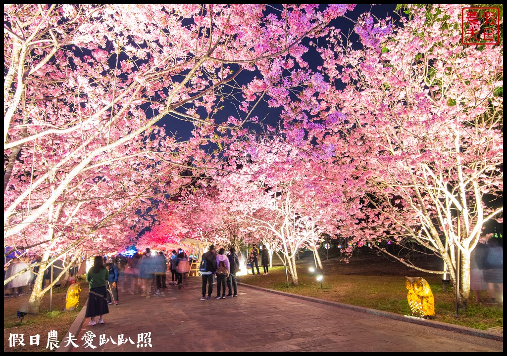 九族文化村櫻花祭|5000棵八重櫻富士櫻吉野櫻即將盛開 @假日農夫愛趴趴照