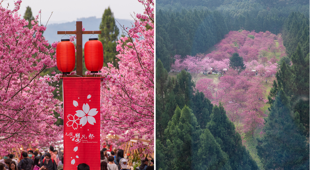 九族文化村櫻花祭|5000棵八重櫻富士櫻吉野櫻即將盛開 @假日農夫愛趴趴照