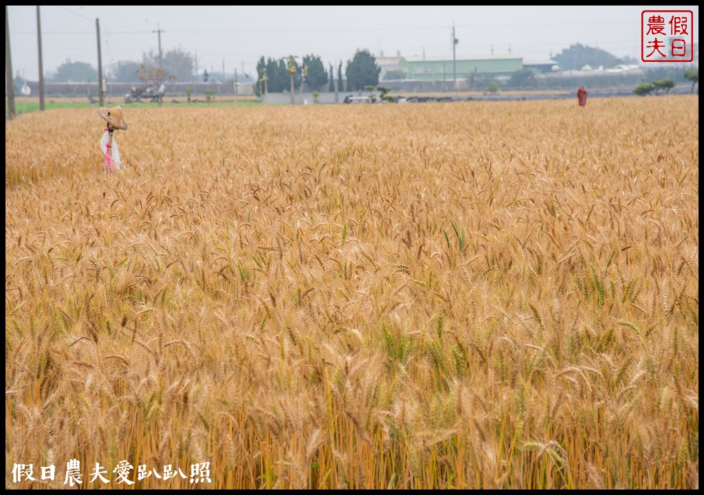 大城小麥農遊活動|豪麥遊俠食在好蜆/黑翅鳶農場 @假日農夫愛趴趴照