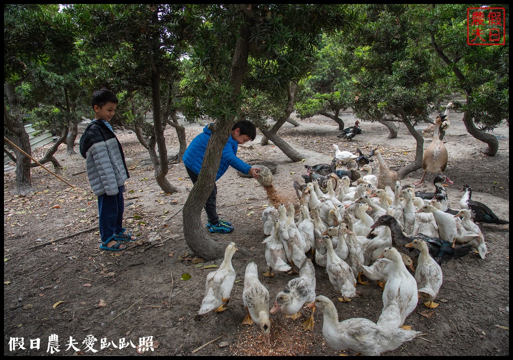 大城小麥農遊活動|豪麥遊俠食在好蜆/黑翅鳶農場 @假日農夫愛趴趴照