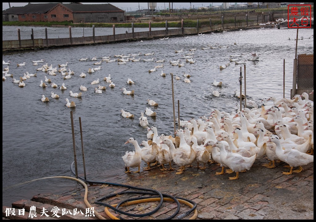 大城小麥農遊活動|豪麥遊俠食在好蜆/黑翅鳶農場 @假日農夫愛趴趴照