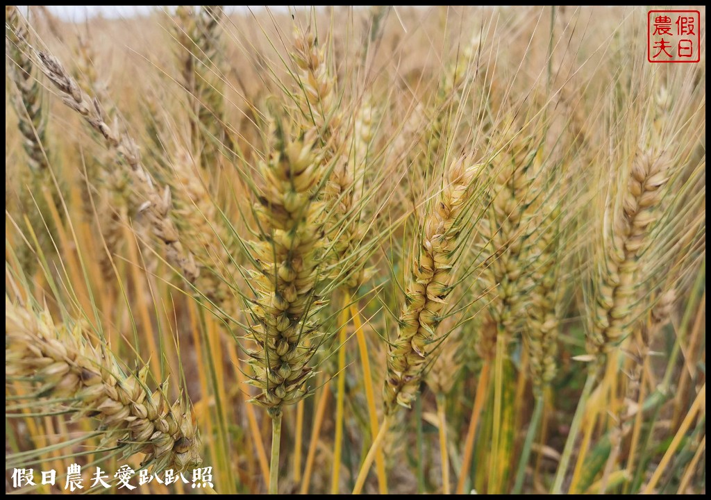 大城小麥農遊活動|豪麥遊俠食在好蜆/黑翅鳶農場 @假日農夫愛趴趴照