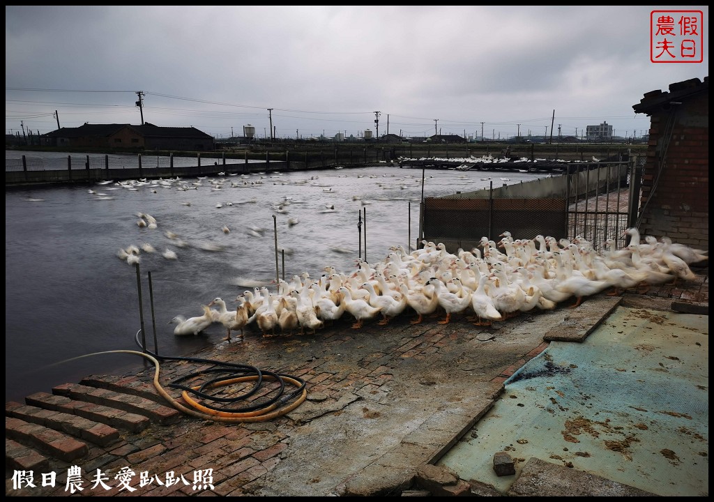 大城小麥農遊活動|豪麥遊俠食在好蜆/黑翅鳶農場 @假日農夫愛趴趴照